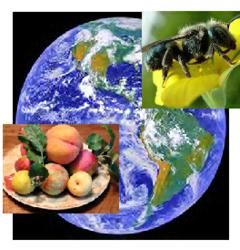 Earth from space with picture of pollinating mason bee and food on a plate